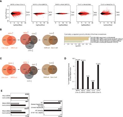 Exogenous Coronavirus Interacts With Endogenous Retrotransposon in Human Cells